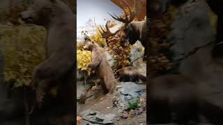 Taxidermy☆ theriantropy taxidermy nature indoorplants therians [upl. by Gewirtz727]