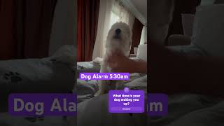 Early Morning Surprise Puppy Wakes Owner for Cuddles [upl. by Straus]