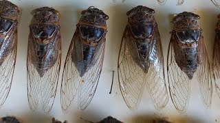 Dr Victor Fursov в эфире INSECT COLLECTION IN INSTITUTE OF ZOOLOGY LEAFHOPPERS KYIV UKRAINE [upl. by Robma]