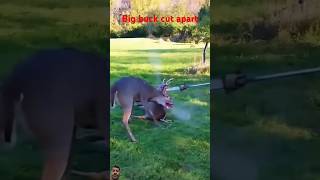 Entangled bucks separated to survive🥹🥹surajroxfunnyvibeovikram vikramcomedyvideoshortfeedshorts [upl. by Riplex]