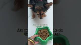 Gastro Aid  Probióticos para perritos [upl. by Jak]