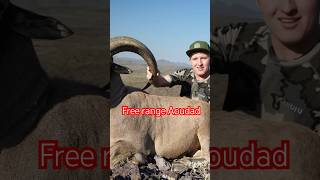 Free Range West Texas Aoudad [upl. by Emerick708]