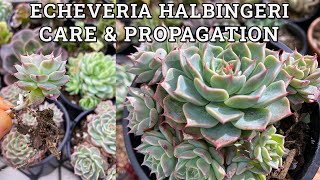 Echeveria halbingeri Care amp Propagation [upl. by Gwynne]