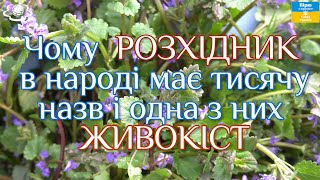 Чому РОЗХІДНИК в народі має тисячу назв і одна з них ЖИВОКІСТ Glechoma hederacea [upl. by Caralie]