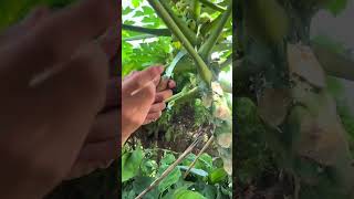 big green papaya plants leaf slicing with sharp knife size cutter [upl. by Aekin]