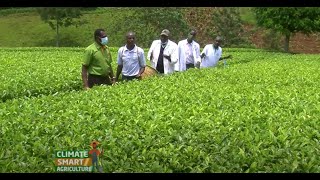 Best management practices in Tea Farming  Kericho [upl. by Hertzog]