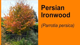 Persian Ironwood Parrotia persica Fall Color [upl. by Onurb]