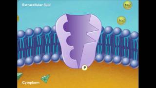 Sodium Potassium ATPase [upl. by Lladnek48]