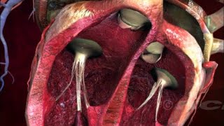 Heart Anatomy  Heart Structure and Function Explained with Real Dissection [upl. by Weinberg]