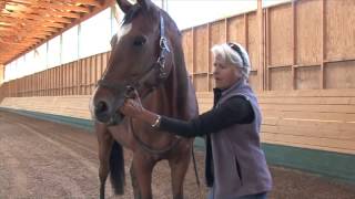 Myofascial Release MFR  Cranialsacral for Horses [upl. by Khudari]