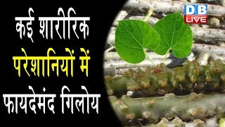 गिलोय के फायदेHealth Benefits of Giloy in HindiHealth benefits of Giloy  HealthLive [upl. by Yerot361]