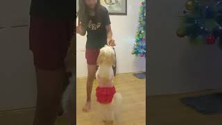 First time nya kumain ng hotdog adorabledog shihtzu doglover dogsworld [upl. by Tebasile]