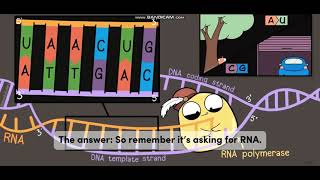 Biology with subtitle through AMOEBA SISTERS  DNA vs RNA [upl. by Coucher430]