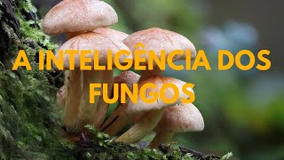 A Surpreendente Inteligência Dos Fungos [upl. by Switzer500]