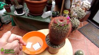 Propagating Cacti  Harvesting Mammillaria spinosissima Red headed Irishman Seeds [upl. by Elton899]