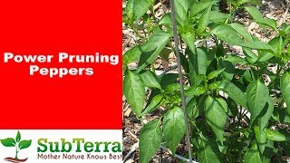 How to Prune Your Pepper Plant for Increased Production [upl. by Jacinto956]