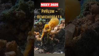 NEET Quick Revision➡️ Phylum HEMICHORDATAneet2025neetprepclass11thncertrevisionshorts [upl. by Johnathon614]