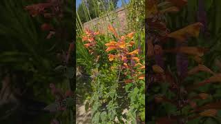 Agastache aurantiaca Tango the Hummingbird Mint [upl. by Nosbig]