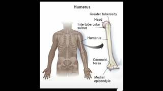 The humerus is the largest bone of the upper extremity and defines the human brachium arm [upl. by Nathanael]