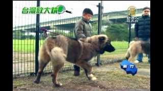 【高加索犬竉物動物】犬中之王 忠心護主的「高加索犬」 [upl. by Milurd410]