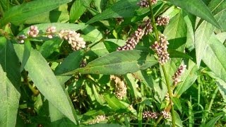 Useful Plant  Polygonum [upl. by Ramel]