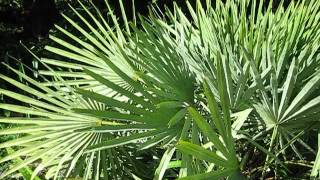 Trithrinax campestris palm [upl. by Rosemarie]