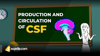 Production and Circulation of CSF  Physiology Animation Video  VLearning  sqadiacom [upl. by Marielle]