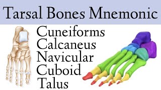 Foot amp Ankle Bone Anatomy Mnemonic Tarsal Bone Names [upl. by Eytak]