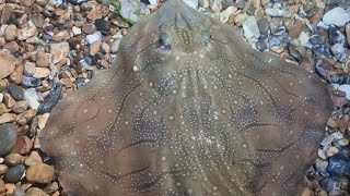 shore fishing for undulate rays on the southcoast beach fishing uk [upl. by Trelu]