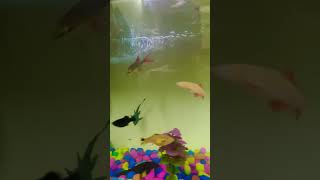 New fish tank fish fishtank aquascape viralvideo shortsvideo youtubeshort trending guppy [upl. by Sergent]