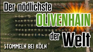 Olivenöl aus Stommeln im Rheinland • Der nördlichste Olivenhain der Welt [upl. by Rois40]