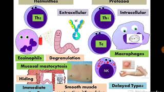 14 Immunoparasitology  Dr Noha Madbouly [upl. by Ulphiah]