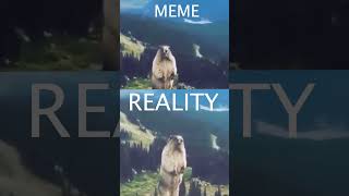 MARMOT SCREAM MEME VS REALITY [upl. by Lose]