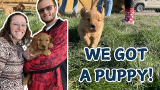 We Got a Golden Retriever Puppy [upl. by Klemens]