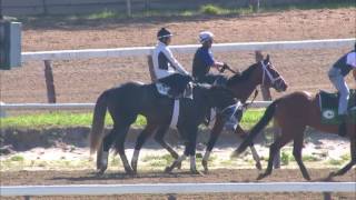 2017 Belmont Stakes Workouts for June 2 [upl. by Enitsrik845]