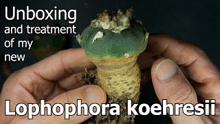 Unboxing and Treatment of My New Lophophora koehresii [upl. by Eecyac]