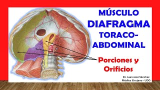 🥇 MÚSCULO DIAFRAGMA TORACOABDOMINAL Fácil Rápida y Sencilla [upl. by Adranoel840]