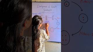 Development of female Gametophyte  Embryo sac embryos shorts biologybitesbylaxmi [upl. by Assed]