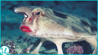 Walking Fish In Ocean  The Red Lipped Batfish [upl. by Lysander]