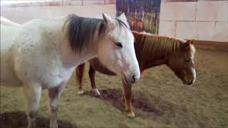 Horsemanship 101 411 Talking to horses [upl. by Airamak961]