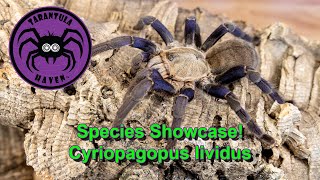 Species Showcase Cyriopagopus lividus [upl. by Albert]