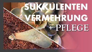 SUKKULENTEN VERMEHREN 🌱🌵🌿 mit dieser Methode ganz einfach  VermehrungsBOX  generelle Pflege [upl. by Ainola187]