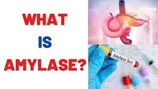 What is Amylase Blood Test Uses Normal Range [upl. by Gregoire615]