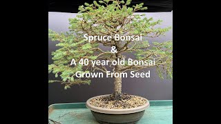 How To Grow Spruce Bonsai And A 40 year old Bonsai From Seed Sown In 1982 [upl. by Naz]