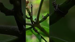 Front view of a cute and small Jade jumping spider waving its legs while walking on a stem spider [upl. by Ronoc]