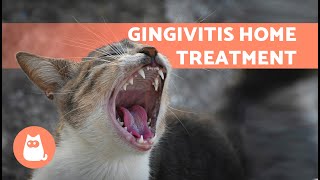 4 HOME REMEDIES for GINGIVITIS in CATS 🐱✅  Treatment for Gum Inflammation [upl. by Anuhsal748]