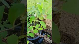 okra plant and bor plant gardening [upl. by Atiuqrahc]