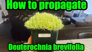 How to propagate the rare Argentine ball plant Deuterocohnia brevifolia plants succulent rare [upl. by Nadruoj232]