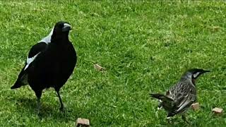 The Magpie amp Red Wattlebird  Totally Wild Birds [upl. by Ongun]