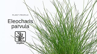 Eleocharis parvula  Dwarf hairgrass [upl. by Francis332]